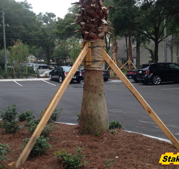 How to Brace a Palm Tree