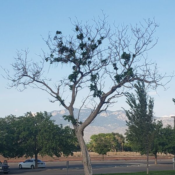 How to Bring Trees Back to Life