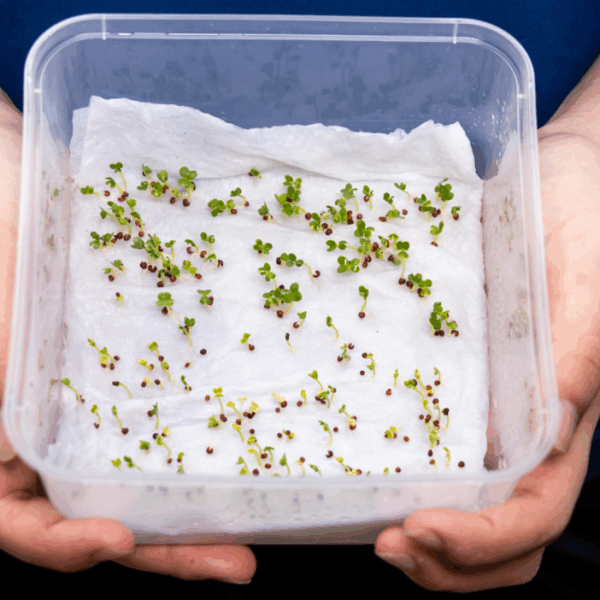 How to Cold Stratify Poppy Seeds