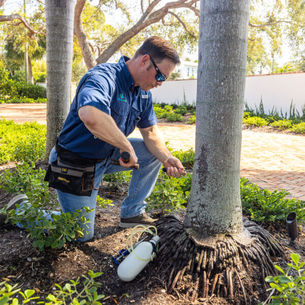 How to Fertilize Palm Trees in Florida