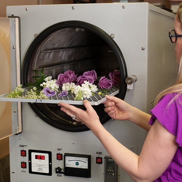 How to Freeze Dry Flowers