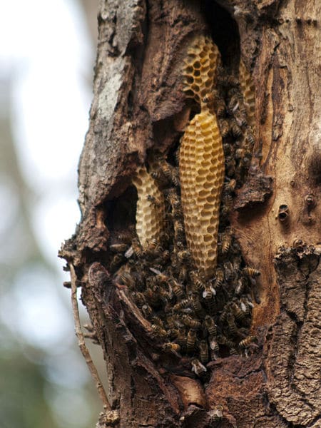 How to Get Rid of Bees in a Tree Stump
