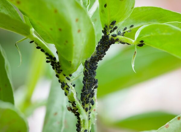 How to Get Rid of Fleas in House Plants