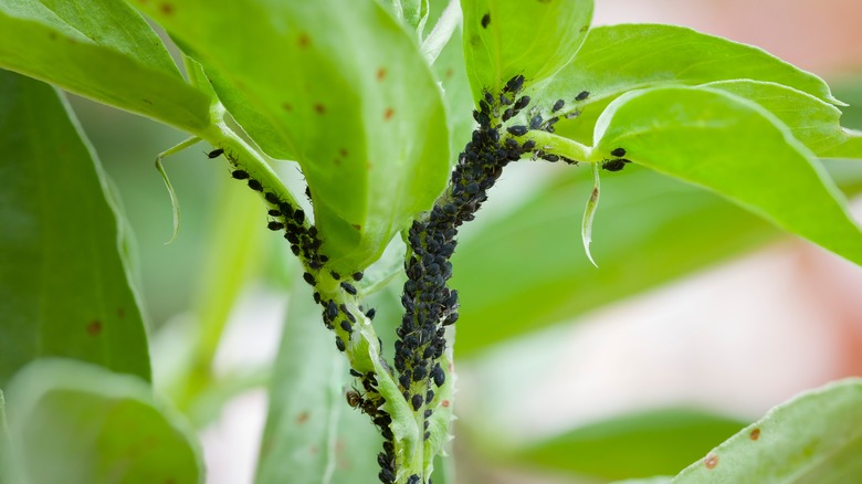 How to Get Rid of Fleas in House Plants