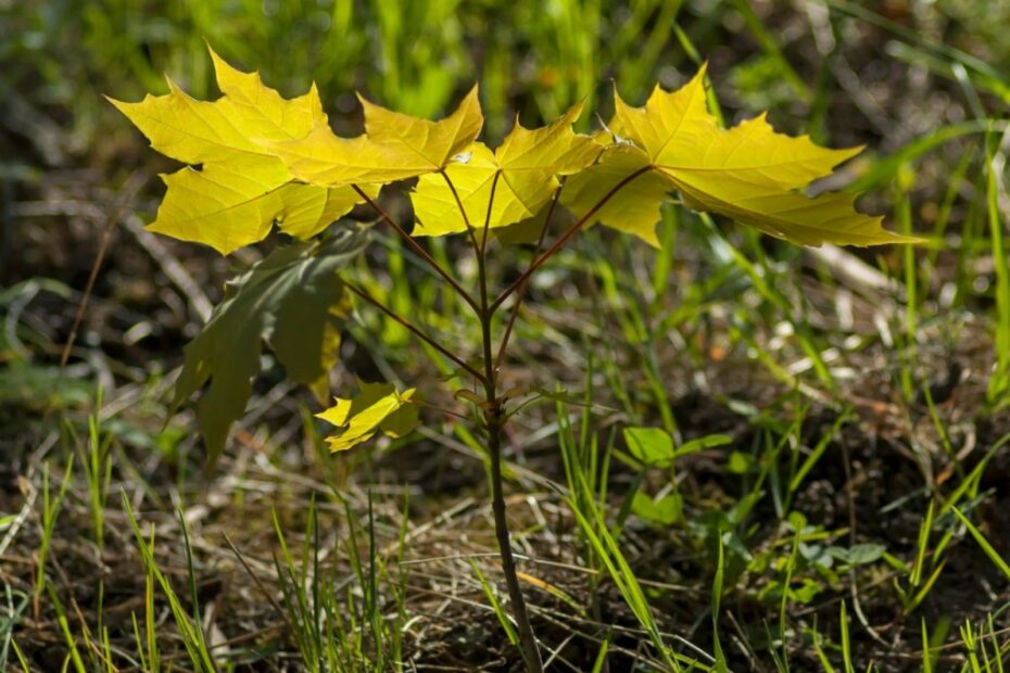 How to Get Rid of Tree Seedlings in Mulch