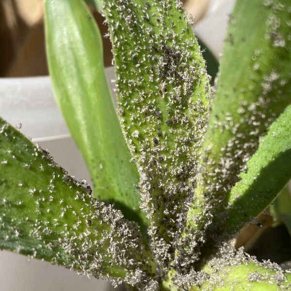 How to Get Rid of Yucca Plant Bugs