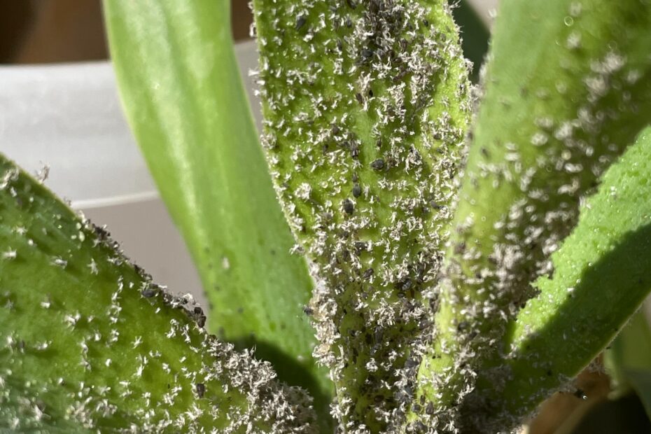 How to Get Rid of Yucca Plant Bugs