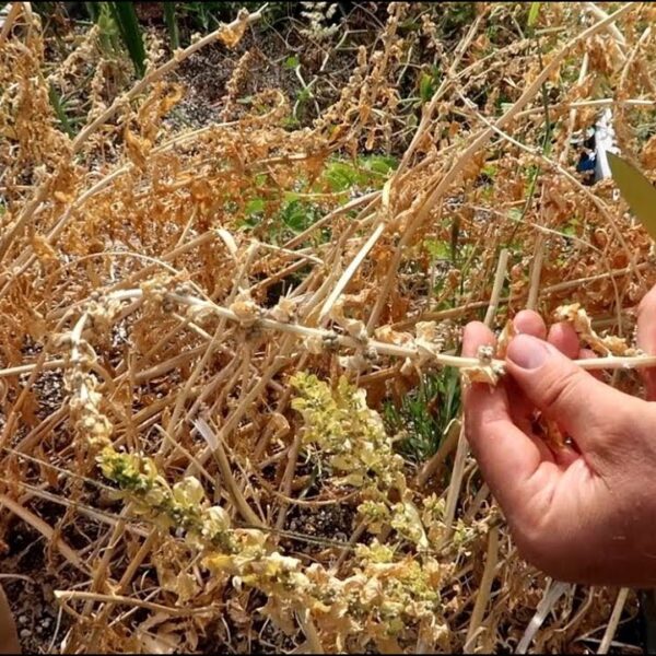 How to Get Seeds from Spinach