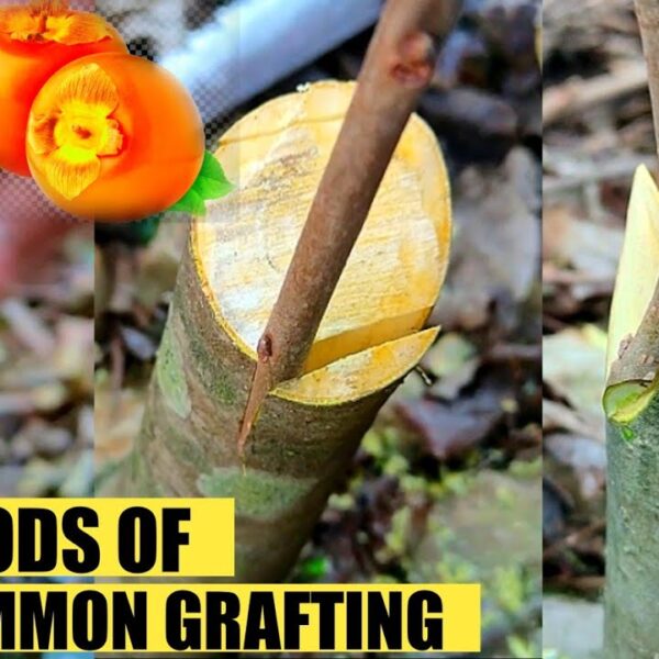 How to Graft a Persimmon Tree