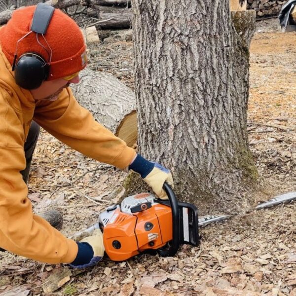 How to Grind a Tree Stump with a Chainsaw