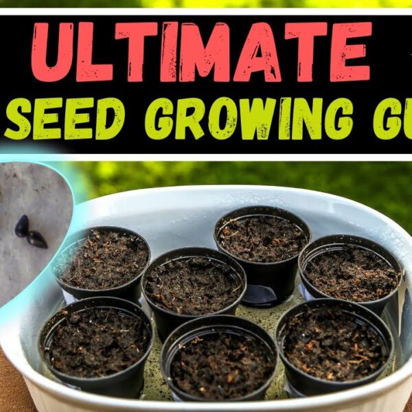 How to Grow a Venus Fly Trap from a Seed