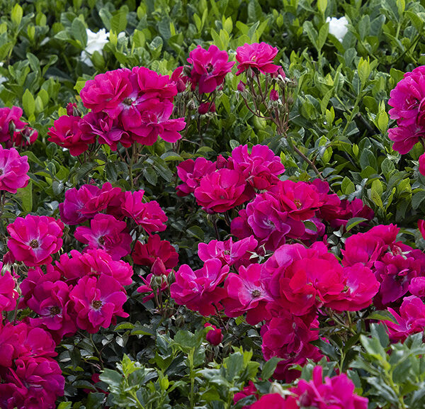 How to Grow Monrovia Plants