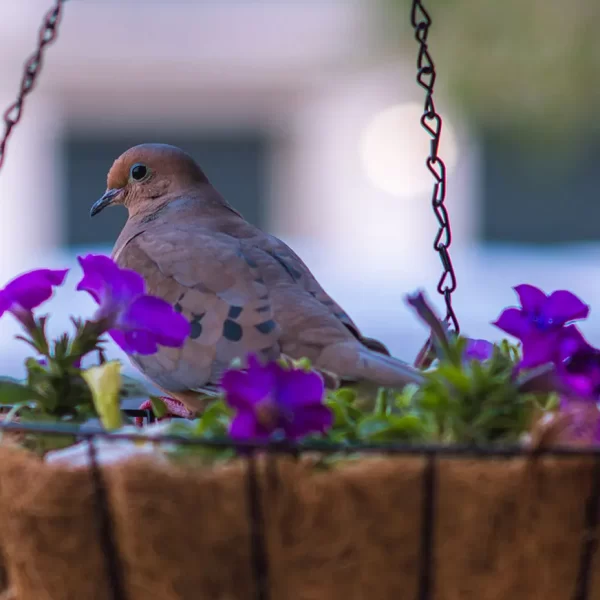 How to Keep Birds Away from Hanging Plants