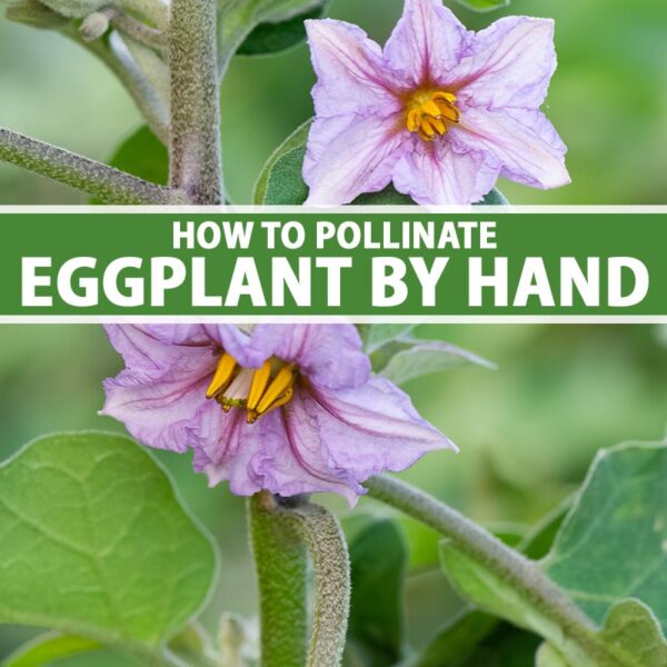 How to Know if Eggplant Flower is Pollinated
