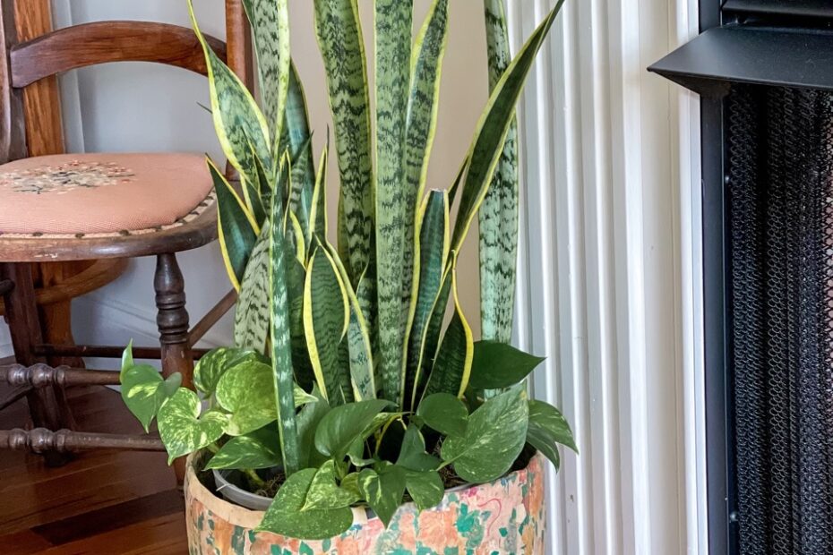 How to Make Snake Plant Grow Tall