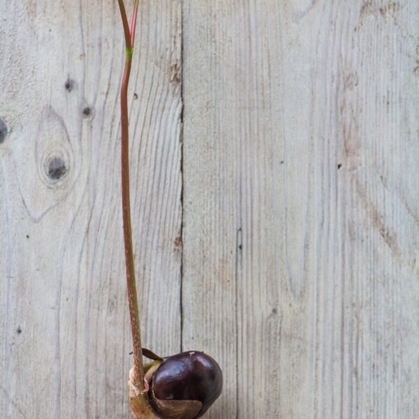 How to Plant a Chestnut Seed