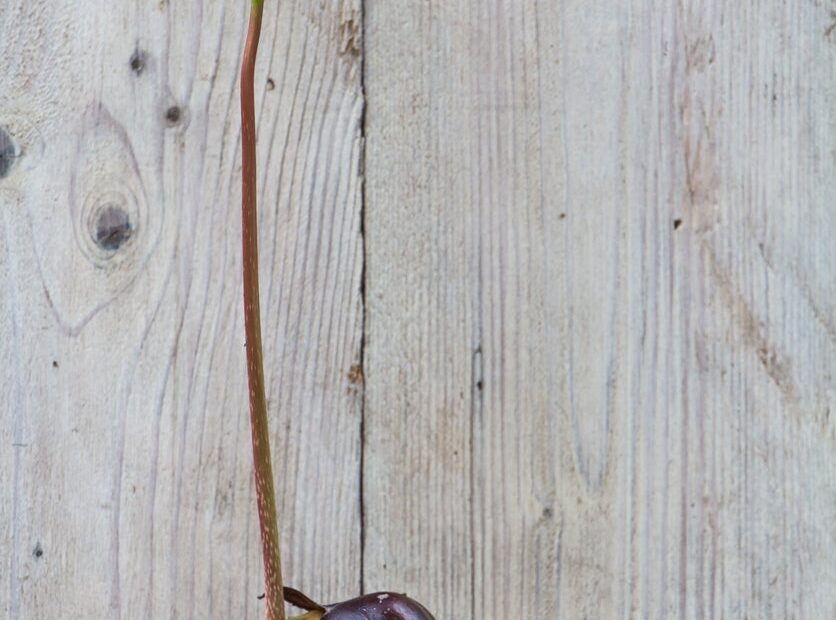 How to Plant a Chestnut Seed