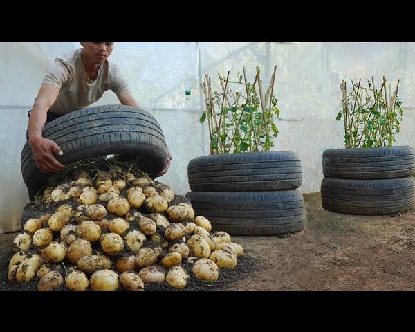 How to Plant Potatoes in Tires