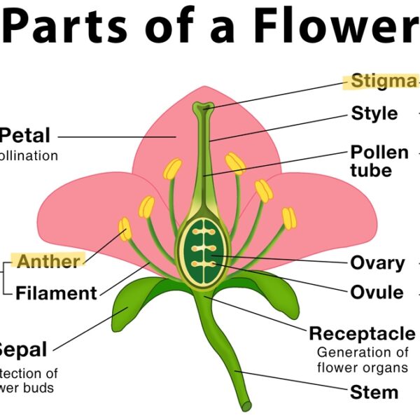 How to Pollinate Indoor Plants