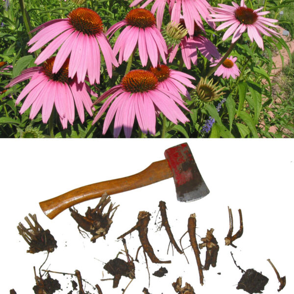 How to Propagate Coneflower