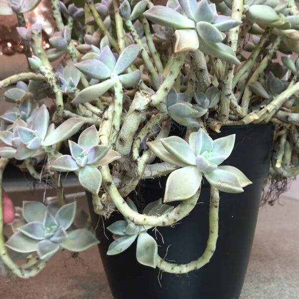 How to Propagate Ghost Plant