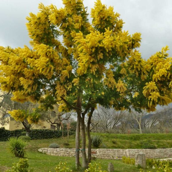 How to Prune a Mimosa Tree