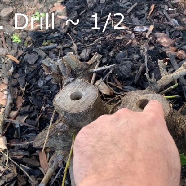 How to Remove Holly Tree Roots