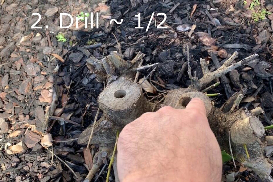 How to Remove Holly Tree Roots