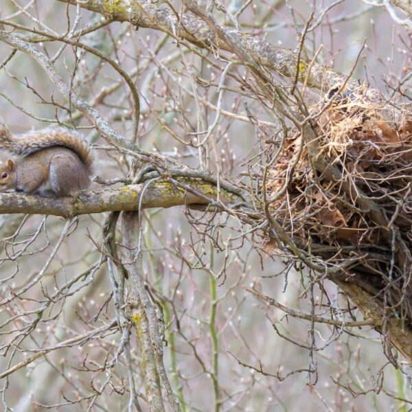 How to Remove Squirrel Nest from Tree