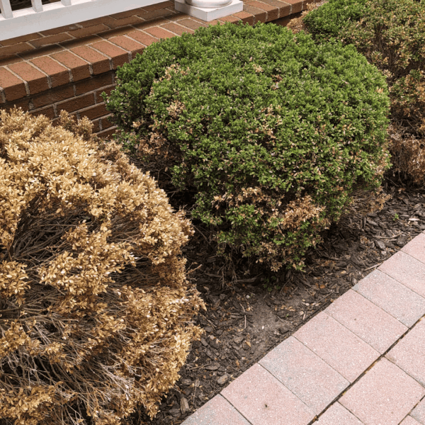 How to Revive Dying Shrubs