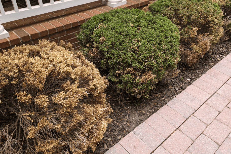 How to Revive Dying Shrubs