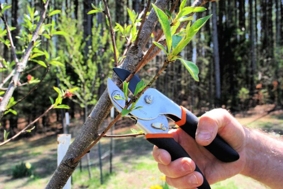 How to Root Peach Tree Cuttings