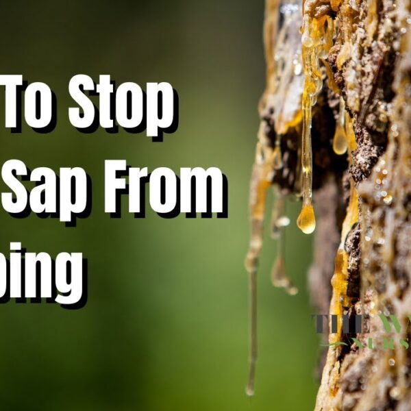 How to Stop Sap from Coming Out of Tree