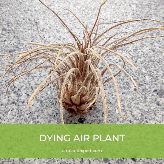 How to Tell if an Air Plant is Dead