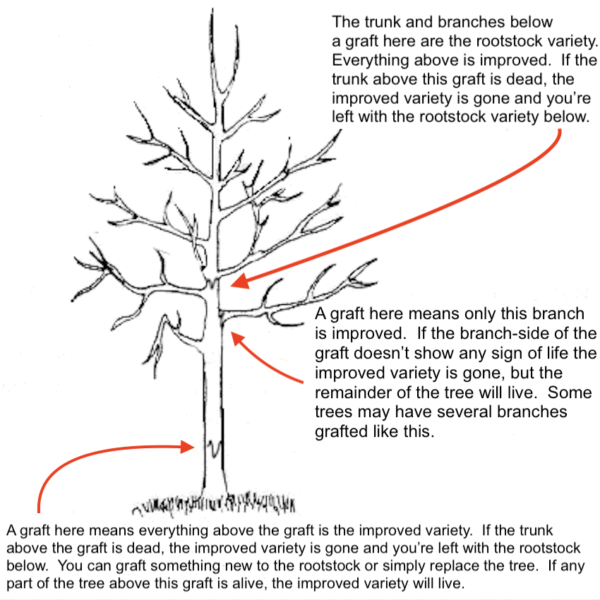 How to Tell if Fig Tree is Dead