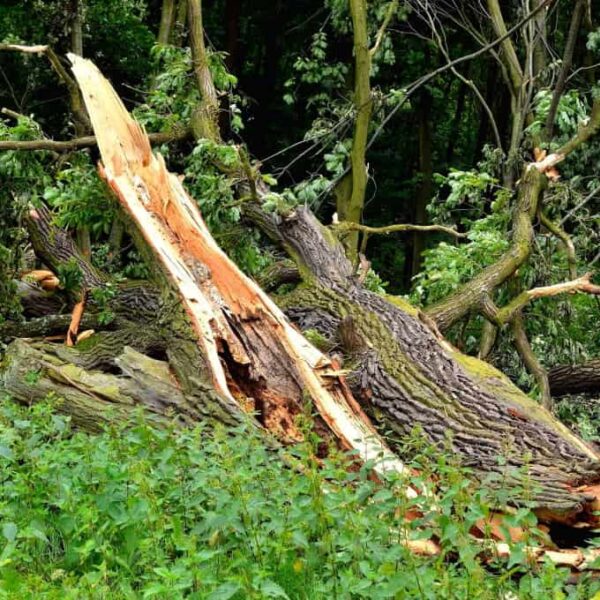 How to Tell if Lightning Struck a Tree