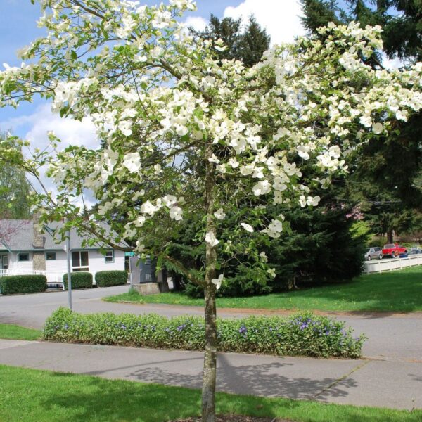 How to Transplant a Dogwood Tree