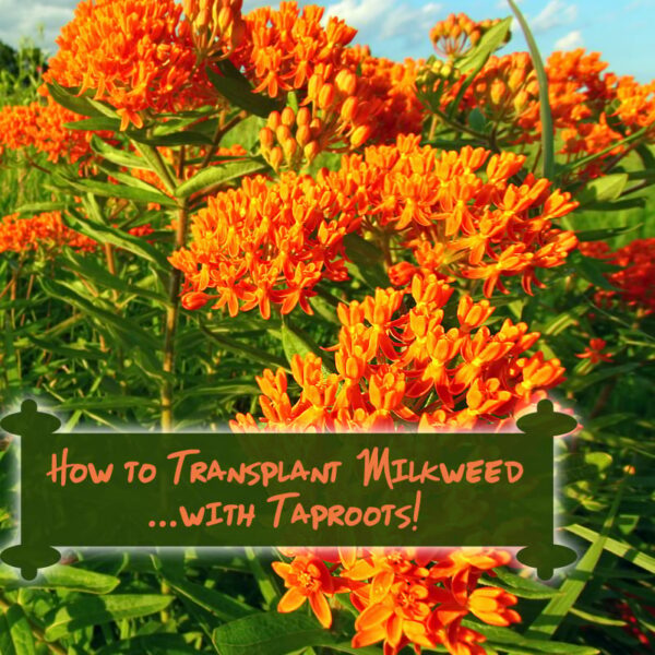 How to Transplant Butterfly Weed