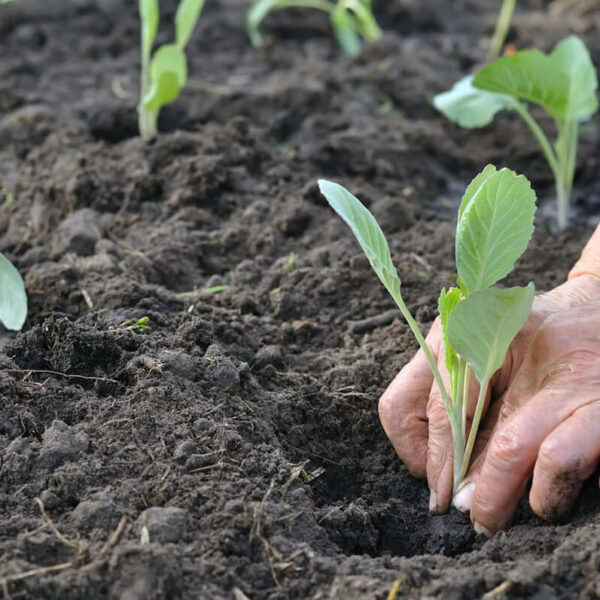 How to Transplant Cabbage