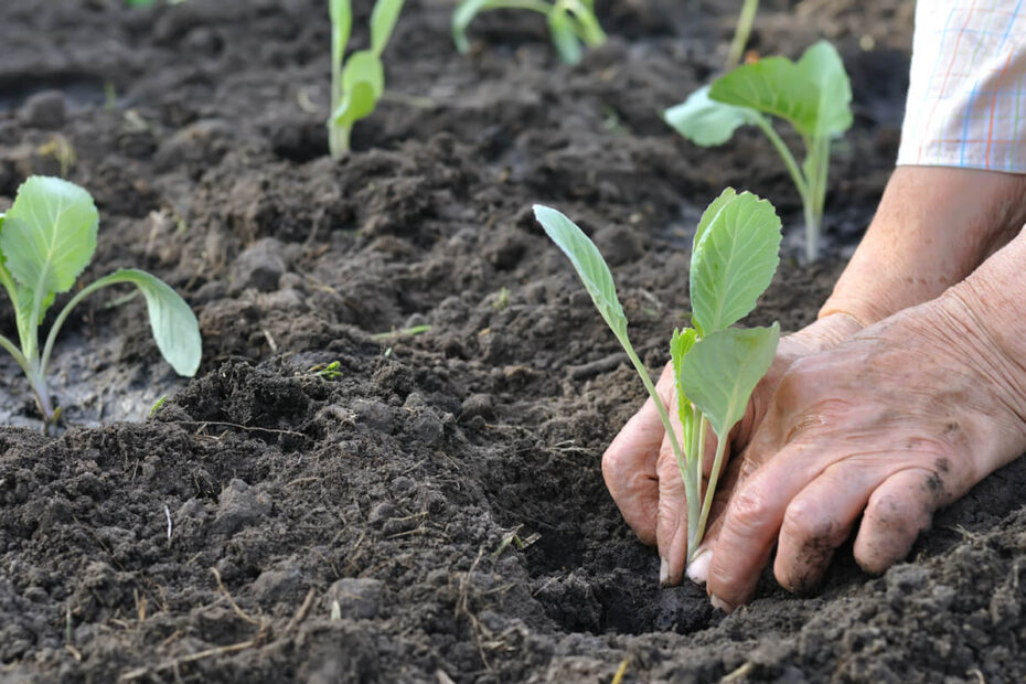 How to Transplant Cabbage