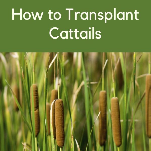 How to Transplant Cattails