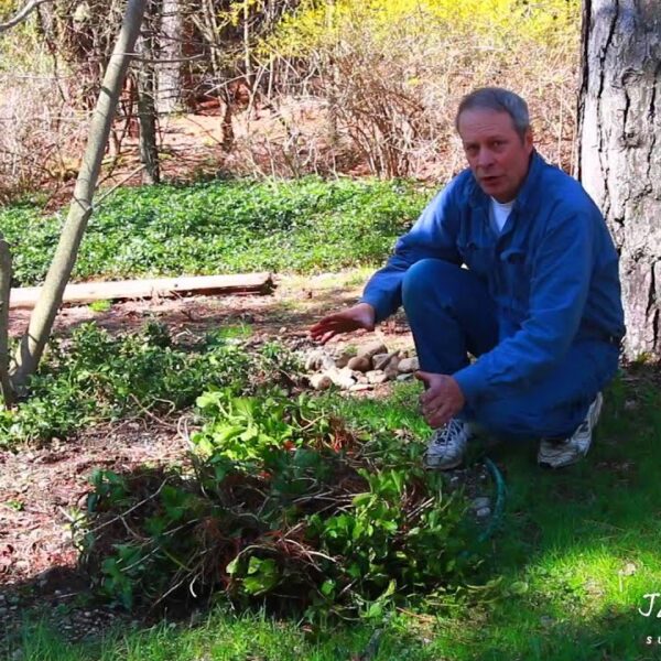 How to Transplant Pachysandra