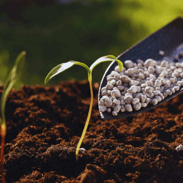 Is 16 16 16 Fertilizer Good for Fruit Trees