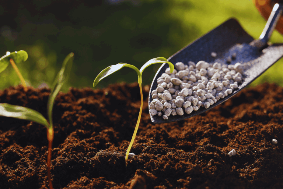 Is 16 16 16 Fertilizer Good for Fruit Trees