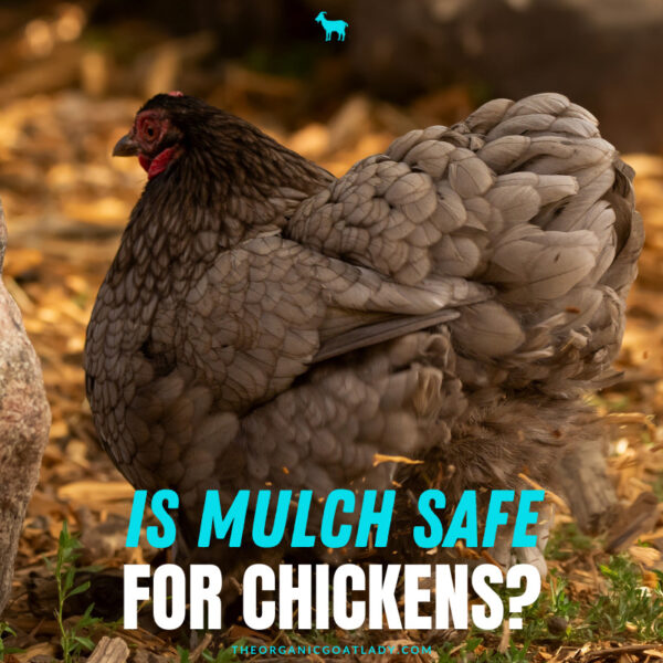 Is Bagged Mulch Safe for Chickens