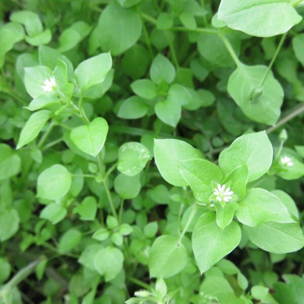 Is Chickweed Good for Chickens