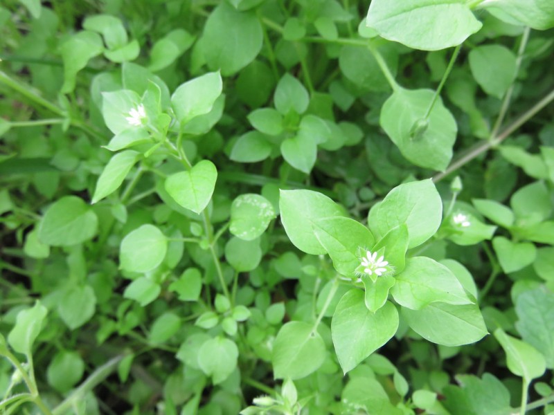 Is Chickweed Good for Chickens