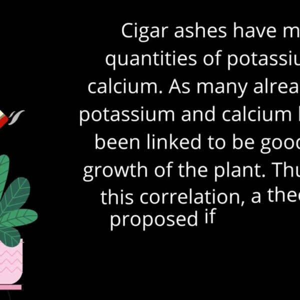 Is Cigar Ash Good for Plants
