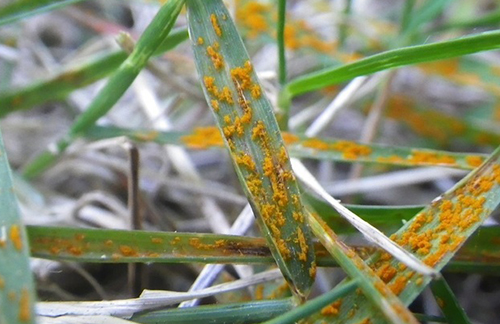 Is Lawn Rust Harmful to Dogs