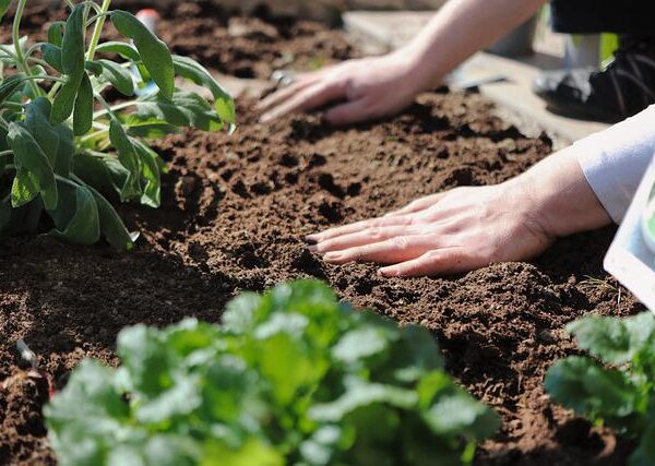 Is Screened Topsoil Good for Vegetable Garden